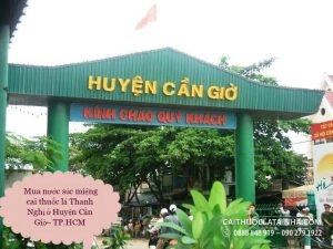 cai thuốc lá Thanh Nghị ở Huyện Cần Giờ– TP.HCM