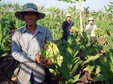 Độc đáo nghề trồng thuốc lá ở Đồng Nai